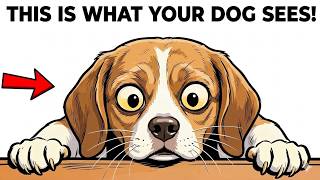 Your Dog Doesn’t See You as Human (Here’s What You Really Are to Them)