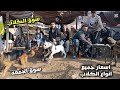 سوق الكلاب سوق الجمعه السيده عائشه اسعار جميع انواع الكلاب اخطر و اقوي سوق كلاب 