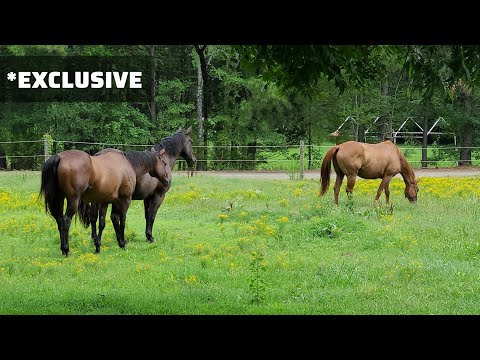 In the Pasture: Gelding Herd Dynamics