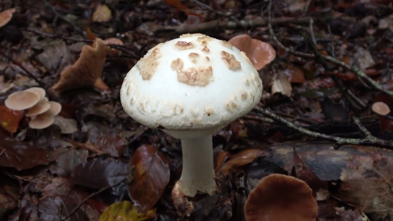 Gele knolamaniet - Amanita citrina
