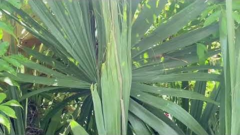 Bird nest in a palm tree