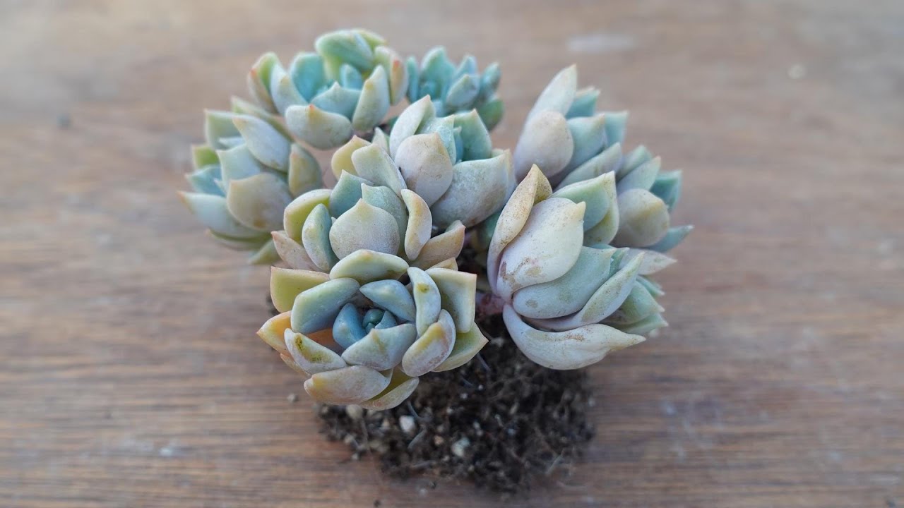 260 [When your succulents are not healthy even though it is autumn