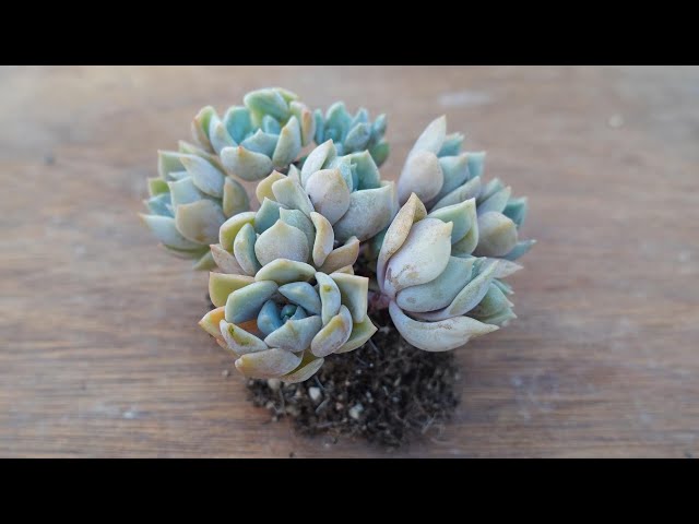 260 [When your succulents are not healthy even though it is