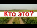 КТО ЭТО? ИДЕАЛЬНАЯ МАСКИРОВКА в природе! Короткие видео о животных для детей и взрослых