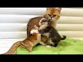 Adopted kittens fight despite mother cat&#39;s dissatisfaction