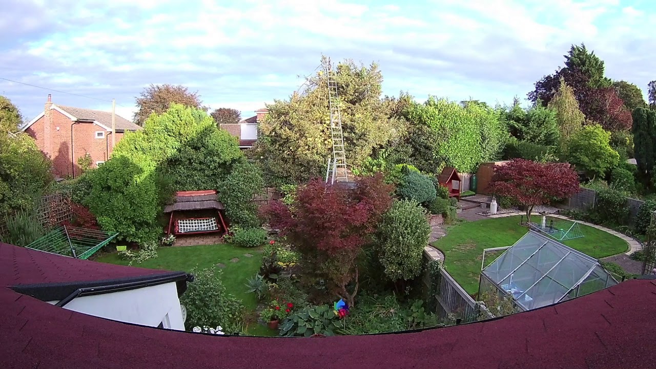 Trimming the holly tree - YouTube