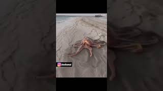 Giant Octopus Dakhla beach Moroccan Sahara أخطبوط ضخم بشاطئ الداخلة الصحراء المغربية