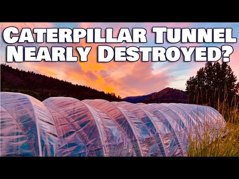 Low Budget Caterpillar