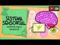Quiz sobre o Sistema Sensorial