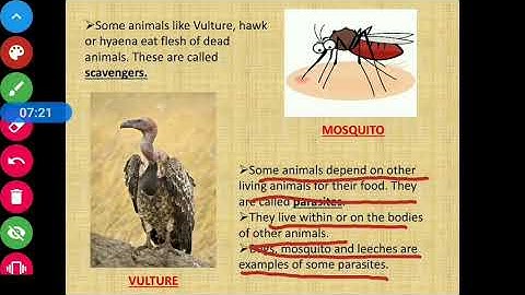 Class 4 Science Chapter 4 CBSE Board Adaptation In Animals Part 3- #LerarnPlaySchool