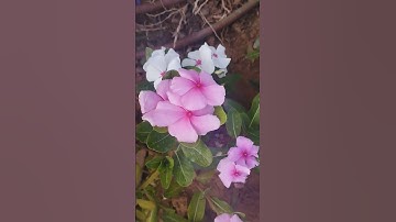 صباحكم احلى بذكر الله تلاوة خاشعة ومؤثرة لآيات الأخيرة من سورة يس الا بذكر الله تطمئن القلوب