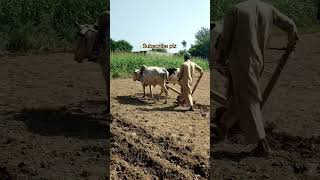 Old culture farming with bulls high speed #farming #unfrezzmyaccount #bullfarm #villagelife