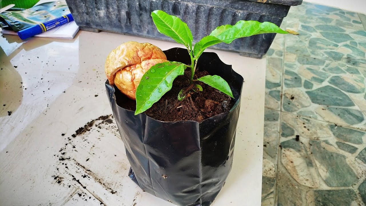 การเพาะเมล็ดเสาวรสและขั้นตอนการปลูกจนขึ้นค้าง