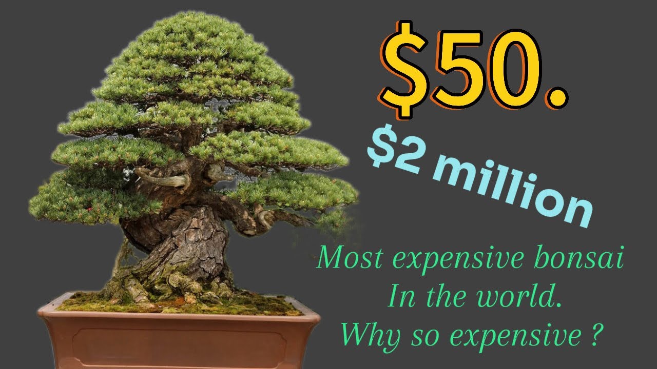 bonsai düngen wie oft Pokon Bonsai Dünger main image 0