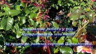 Базальные побеги у роз. Прищипывать или нет? Питомник 🌹 и 🌲 Е. Иващенко