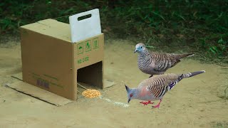 Best Bird Trap Technology Using Cardboard Box &amp; Plastic Cutting Board | Easy Dove Bird Trap