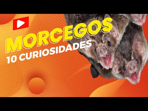 Vídeo: Onde o morcego hiberna e como ele faz isso?
