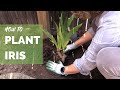 How to Plant Iris Correctly for Long Term Success