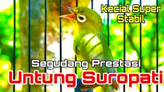 UNTUNG SUROPATI KECIAL KUNING LOMBOK SEGUDANG PRESTASI