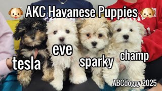 Older AKC Havanese Puppies * New Year's Eve Litter & Tesla * born December 2024 * ABCdoggy 2025