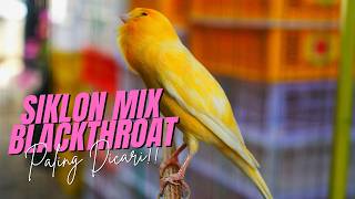 MATERI MEWAH BUAT LOMBA - MASTERAN KENARI ISIAN BLACKTHROAT DAN SIKLON GACOR IDAMAN