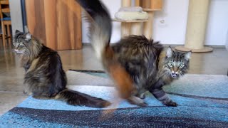 Roy had Fun with the Palm Leaf so Moss got Jealous | Norwegian Forest Cats