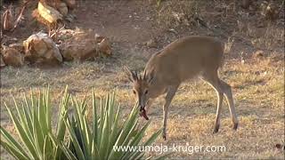 duiker daily garden visit - a virtual safari