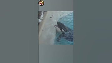 Màn Bẫy Chim độc lạ của chú Cá Voi Sát Thủ 😱#shorts#tunfacts
