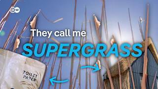 Download lagu Miscanthus: the supergrass that heats towns and builds homes | DW News