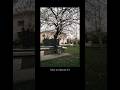 Spring moments with a film soul. ✨🎞️ #dazzcam #dazzcamera #shotoniphone #mobilephotography