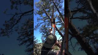 Shooting A Lion With Long Bow Hunting Video Killshot
