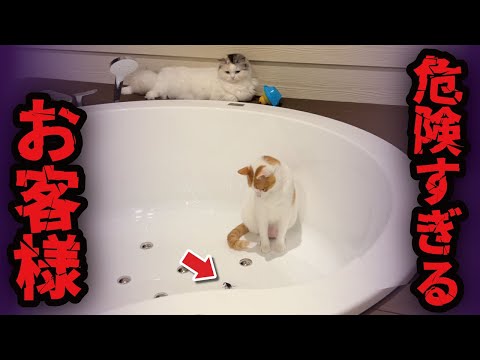 ヤバすぎるお客様がお庭にいらっしゃいました…【関西弁でしゃべる猫】【猫アテレコ】