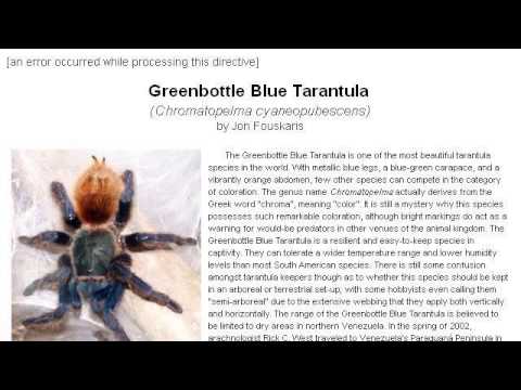 camera iphone 8 plus apk How-To Care For Greenbottle Blue Tarantula Spiderlings