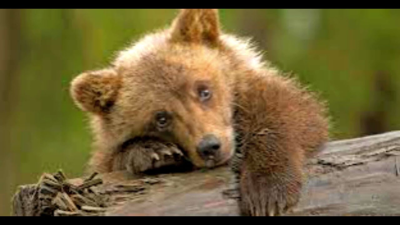 Найцікавіше про ведмедя