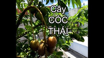 Những LƯU Ý khi trồng cây Cóc Thái | THÍCH TRỒNG CÂY TV