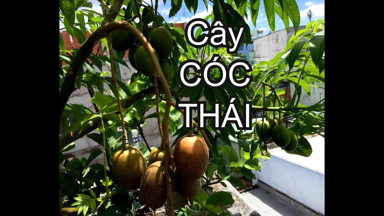 Những LƯU Ý khi trồng cây Cóc Thái | THÍCH TRỒNG CÂY TV