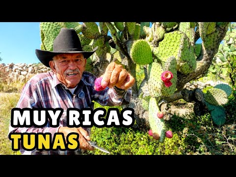 MEDICINAL HERBS FROM THE HILLS