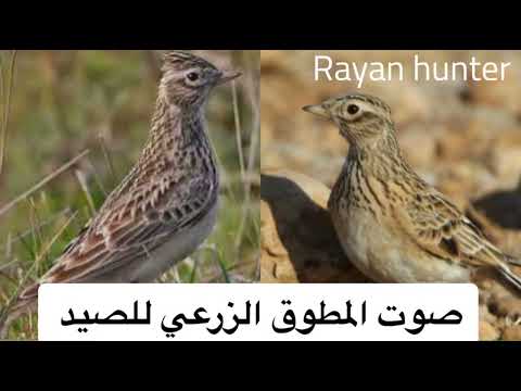 صوت طائر المطوق الزرعي  للصيد نار