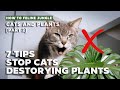 How to keep cats from destroying your house plants l 7 tips  strategies