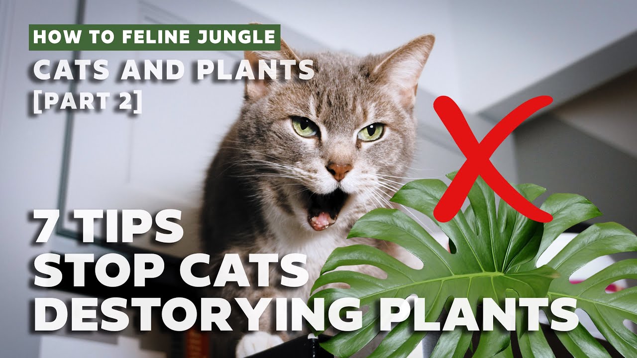 How To Keep Cats From Destroying Your House Plants L 7 Tips  Strategies 2020