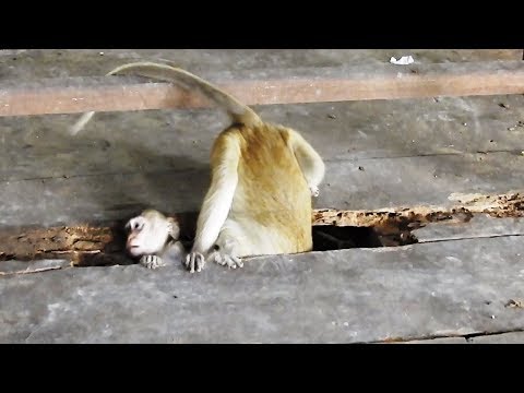 what-are-monkeys-doing?-they-are-very-funny-monkey-videos