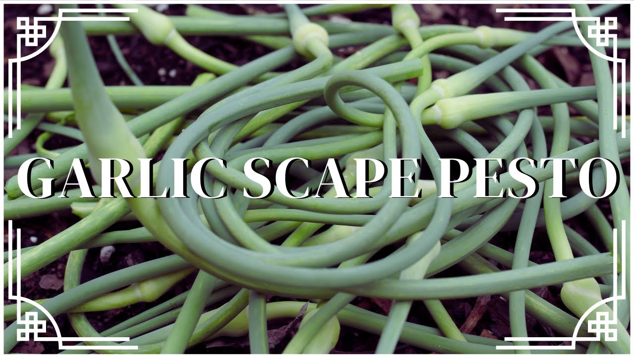 GARLIC SCAPE PESTO HARDNECK VS. SOFTNECK GARLIC WHAT TO DO WITH