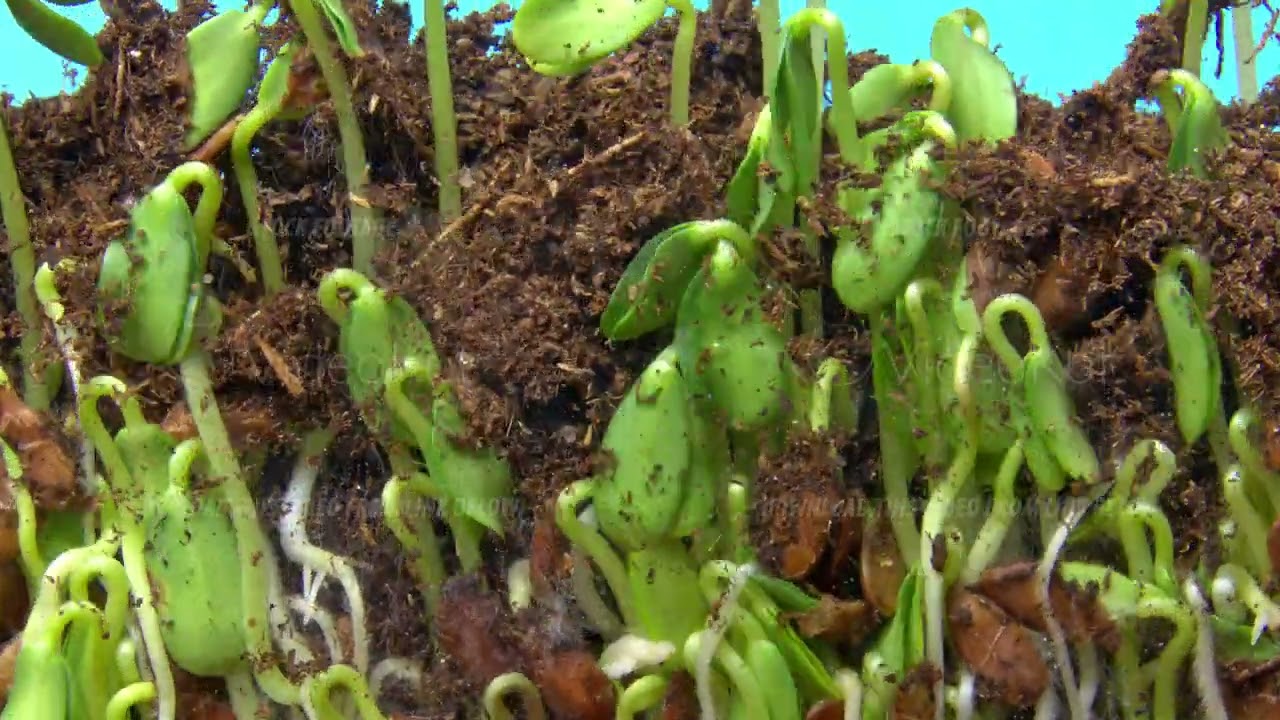 Tracking germination of a large number of shoots with flax seed leaves underground in timelapse mode