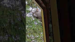 Download Lagu yep. #antihero #taylorsversion #catsofyoutube MP3