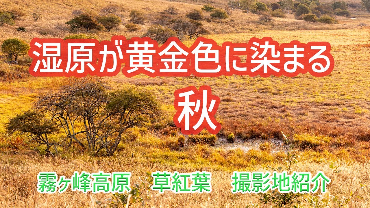 霧ヶ峰高原の、踊り場湿原、八島ヶ原湿原、車山湿原で草紅葉を撮影しました【草紅葉】／撮影地の紹介