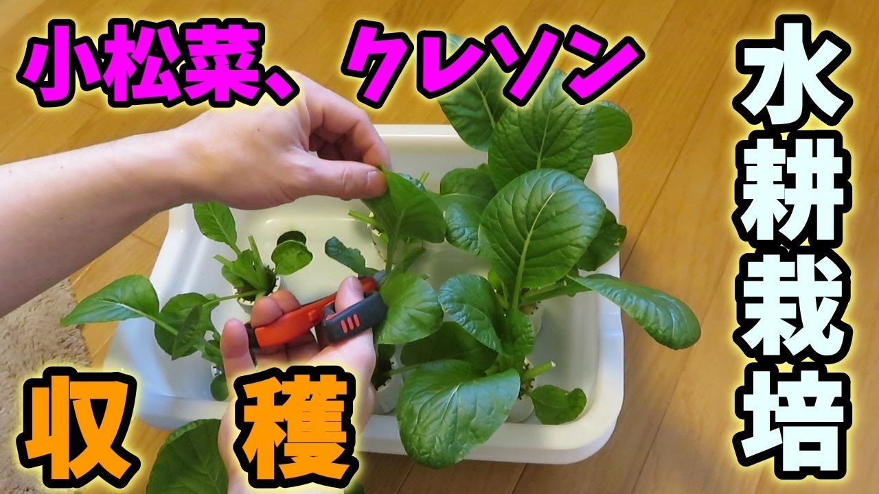 875 水耕栽培 クレソンを挿し木する Youtube