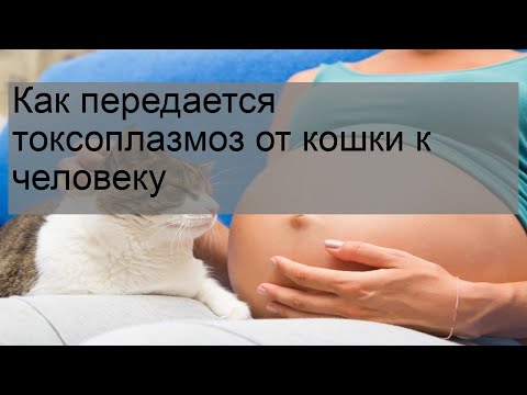 Как передается токсоплазмоз от кошки к человеку