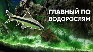 Сиамский водорослеед – главный борец с водорослями