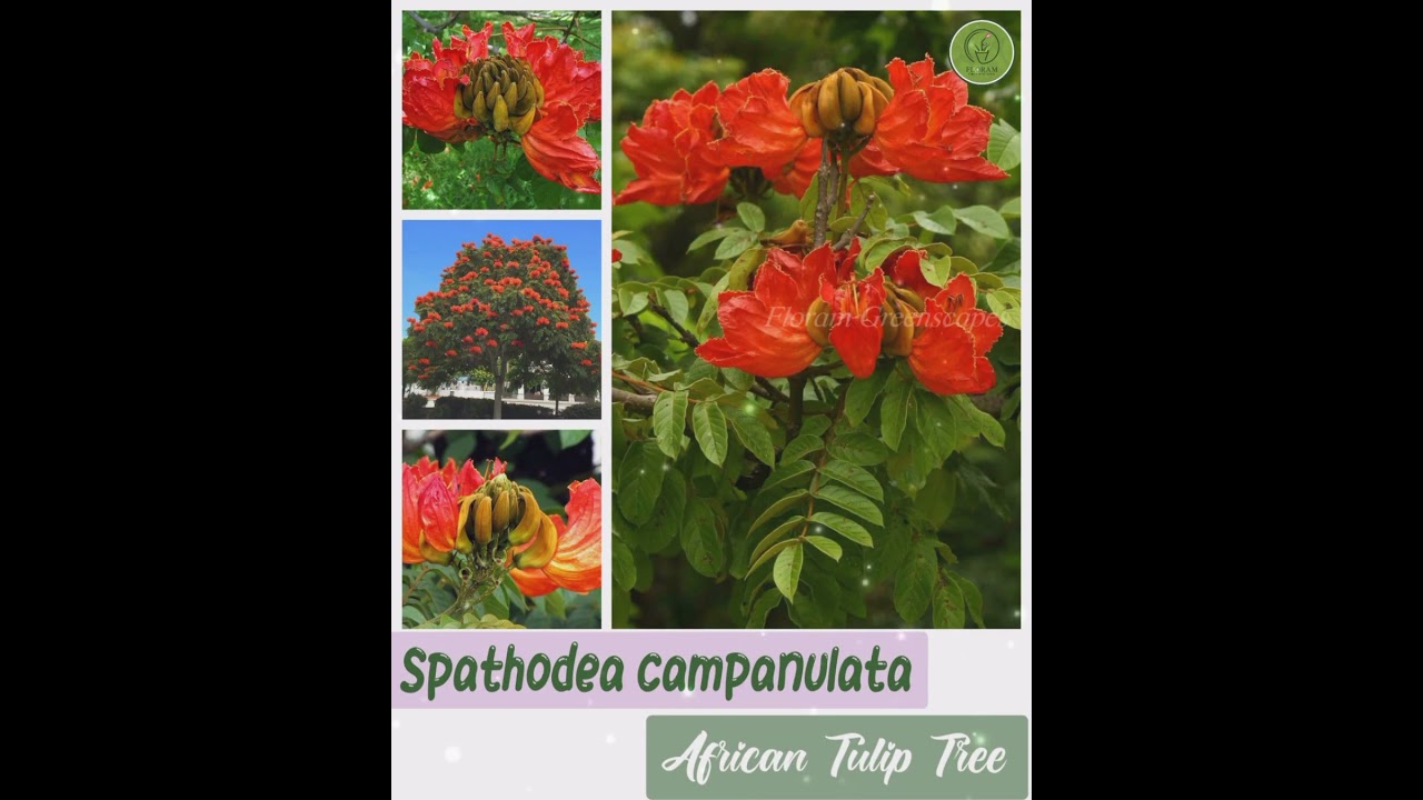 Tropical Red Flowering Trees |Trees|Red Flowers |
