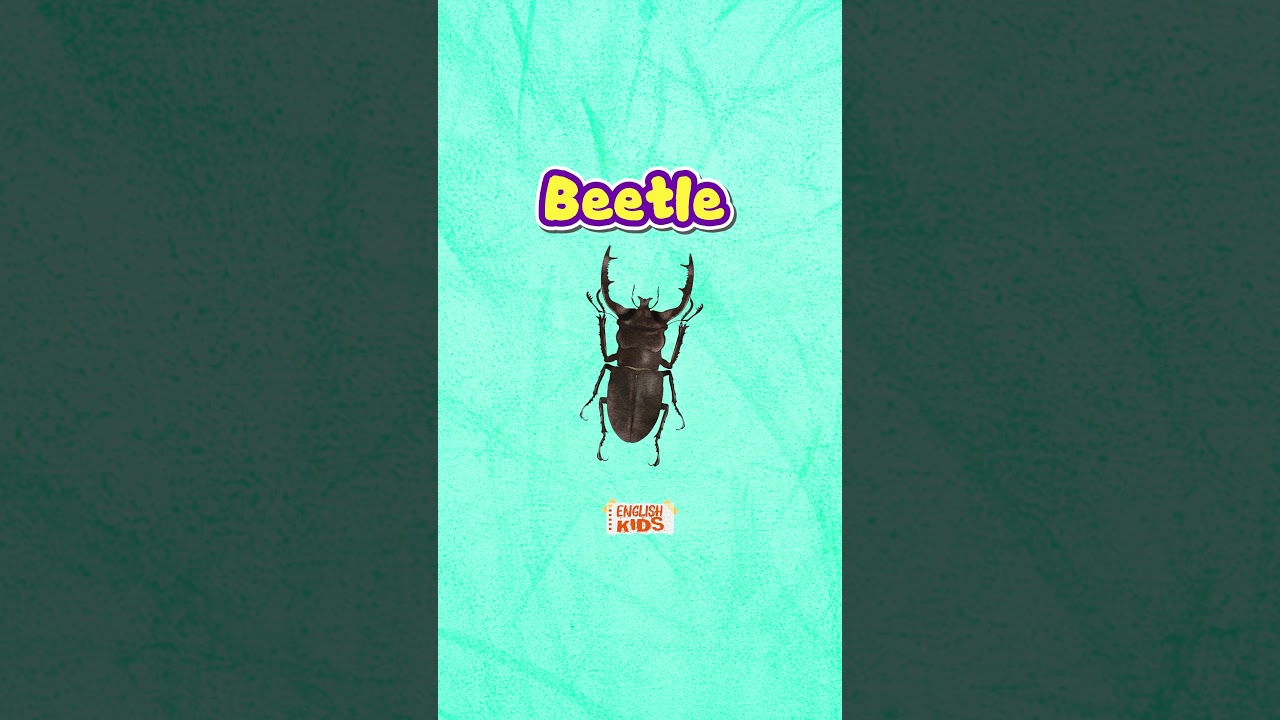 English Simple Insects Name